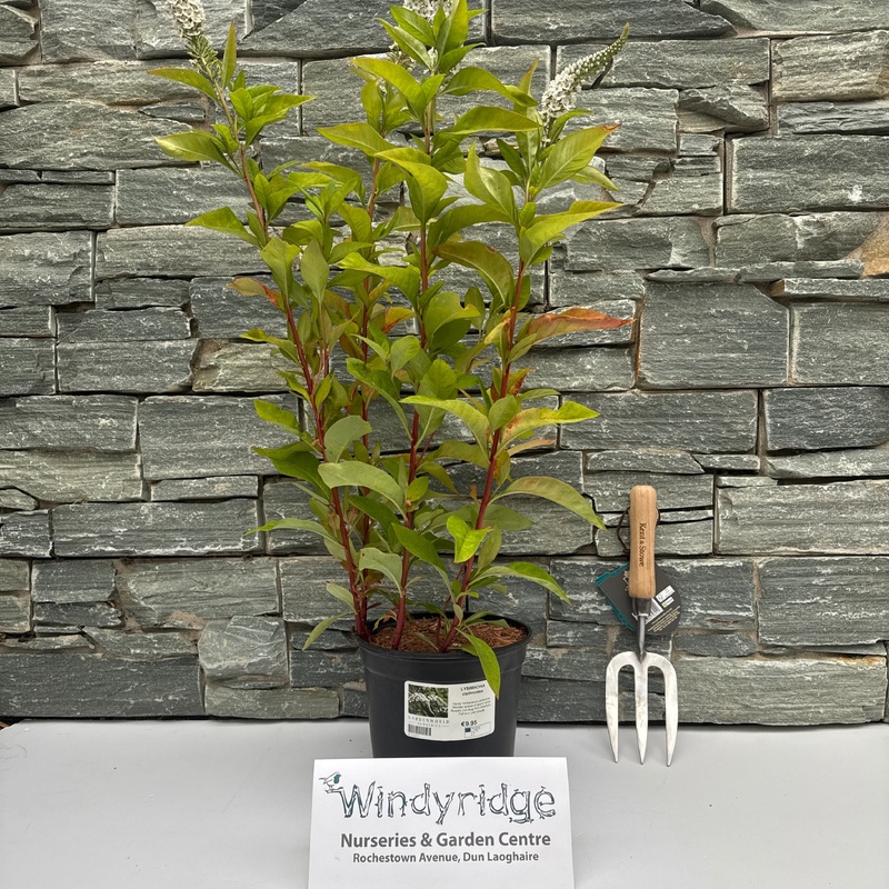 LYSIMACHIA clethroides