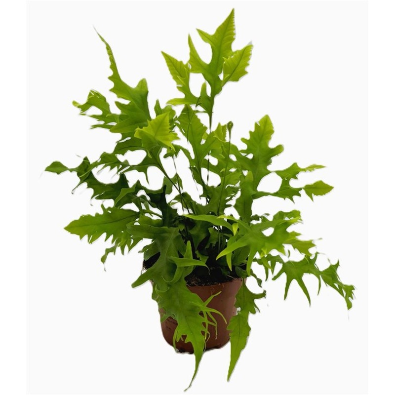 Microsorum scol. Hawaiian Sunshine / P12