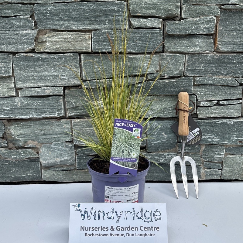 Molinia caerulea Variegata