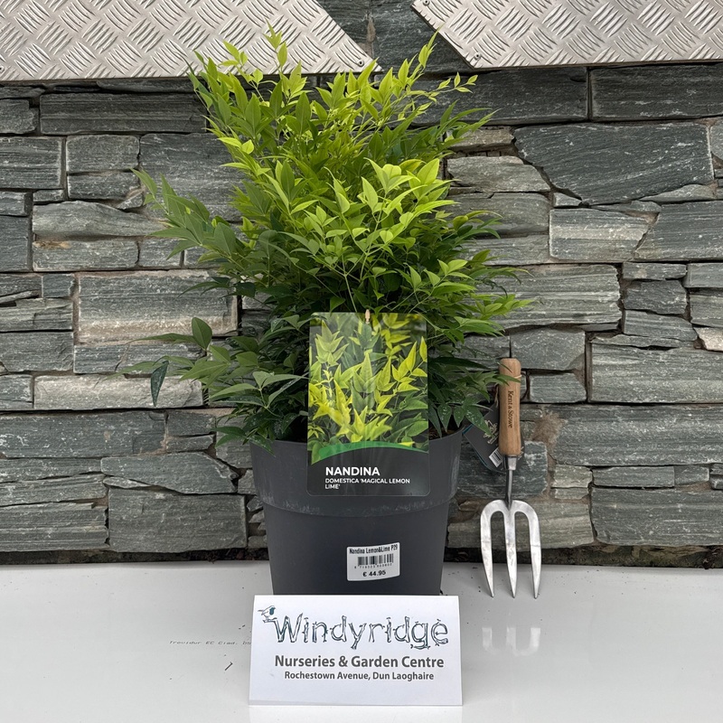 Nandina dom. Lemon and Lime P29 (10 Ltr)