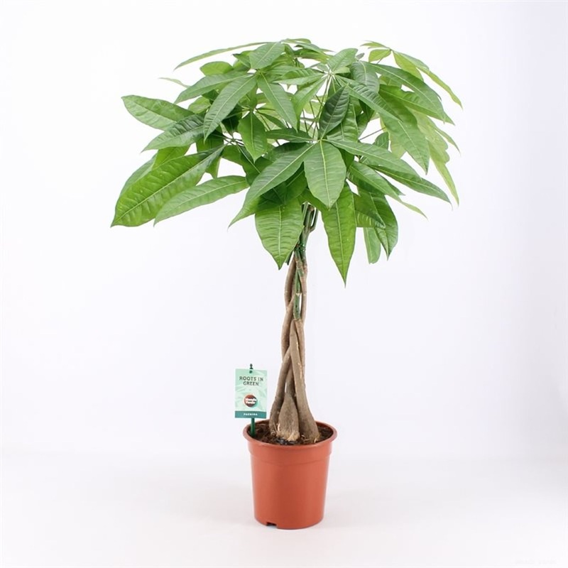 Pachira aquatica / P19 - plaited stam