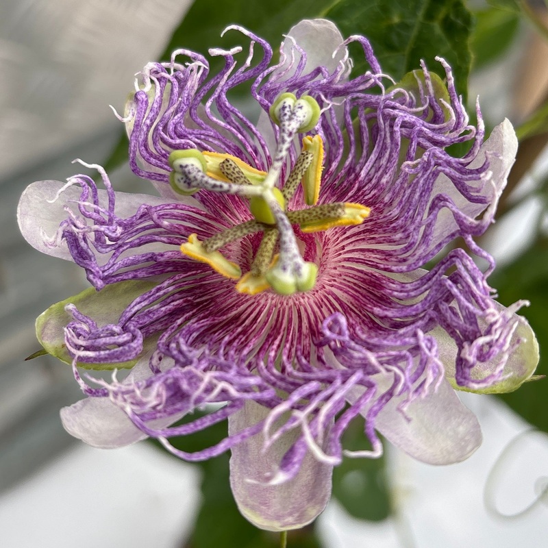 PASSIFLORA I. EIA POPEIA