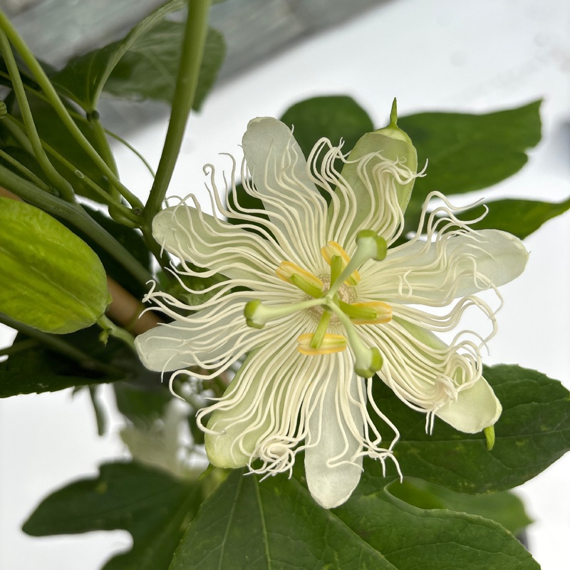 PASSIFLORA SNOW STAR