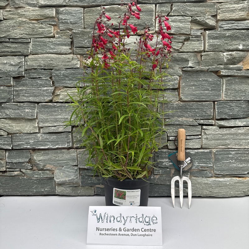 PENSTEMON Firebird