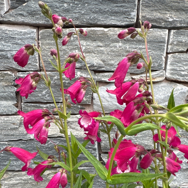 PENSTEMON Pensham Amelia Jane