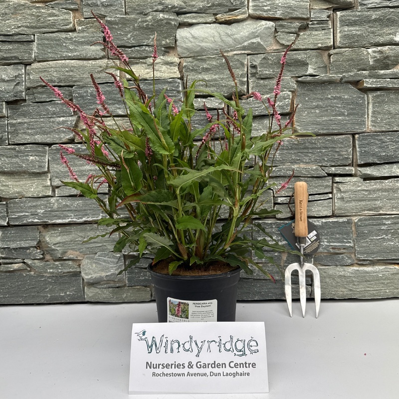 PERSICARIA amp. Pink Elephant