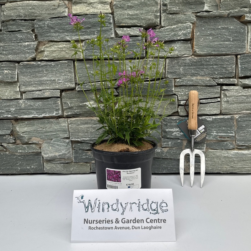 PHLOX Opening Act Romance