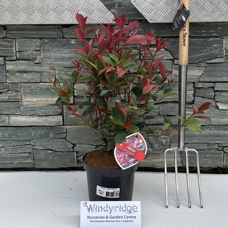 Photina Carre Rouge 5LT