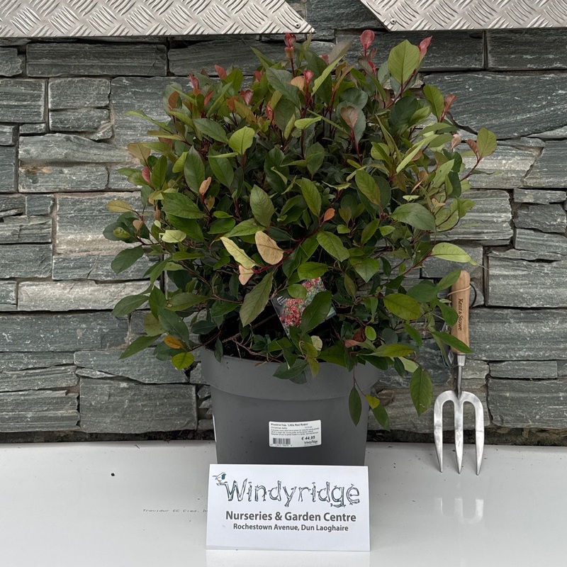 Photinia fras. Little Red Robin / 10 Ltr pot