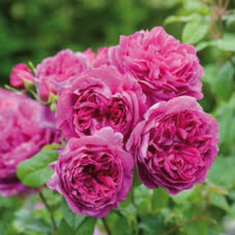 Rosa Young Lycidas