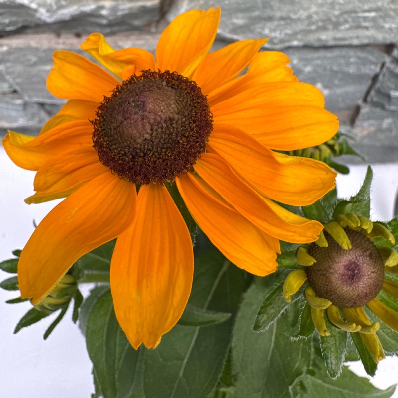 Rudbeckia hirta Toto  P13