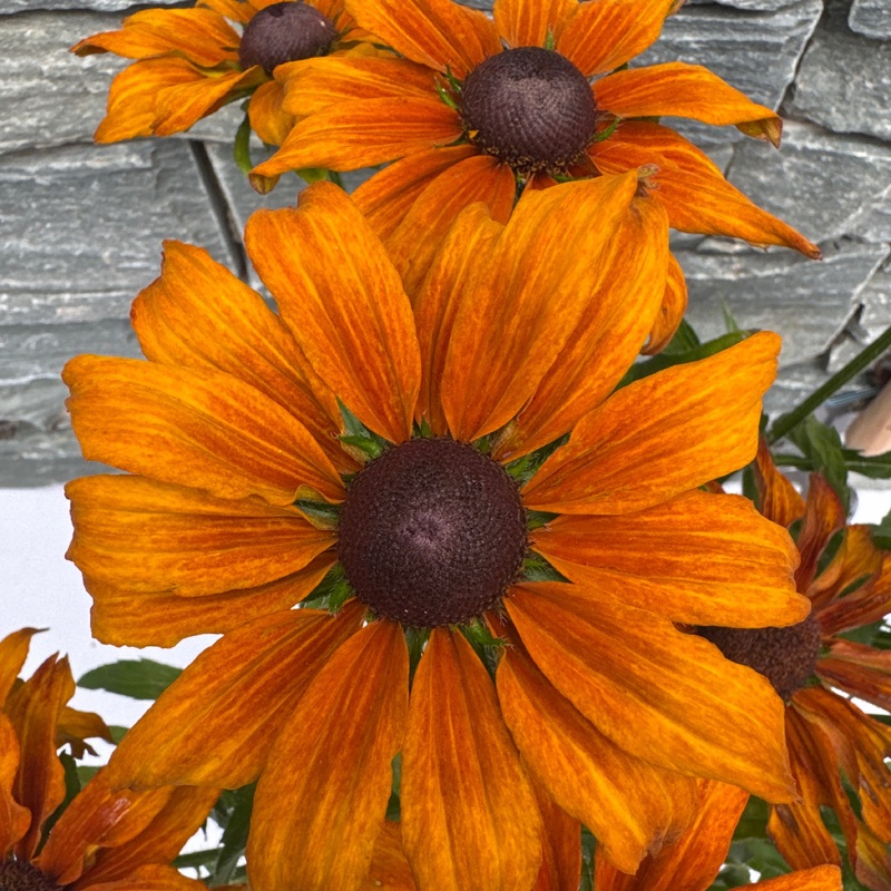 RUDBECKIA Summerina Butterscotch Biscuit