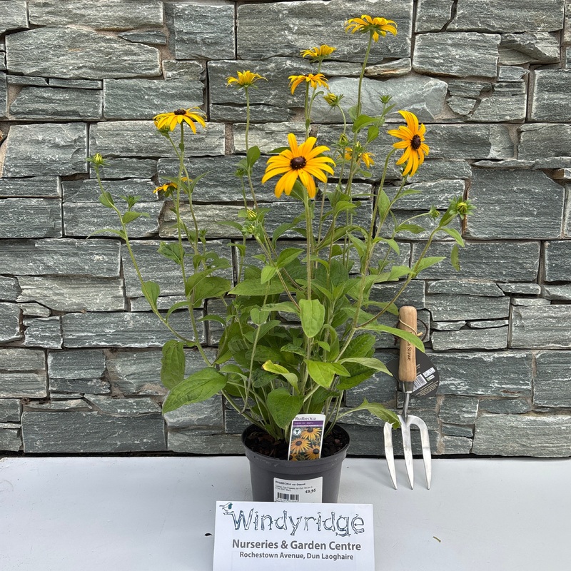 RUDBECKIA var Deamii