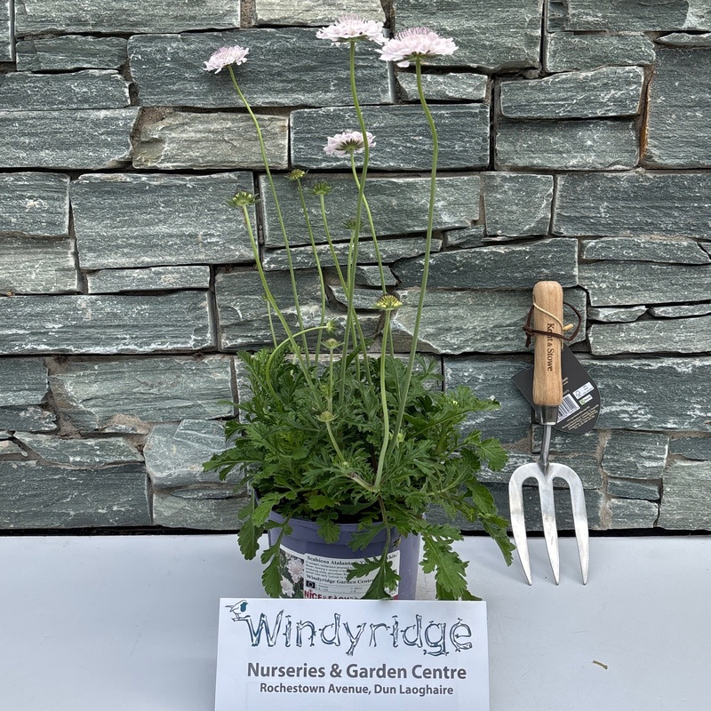 Scabiosa Atalanta Compact White