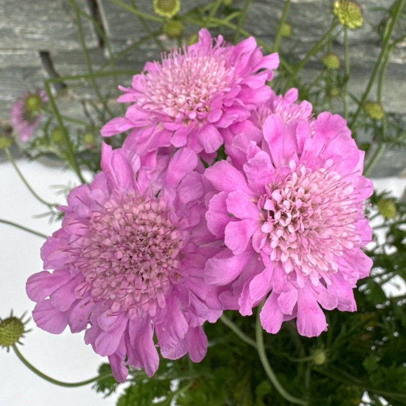 SCABIOSA incisa Kudo Pink