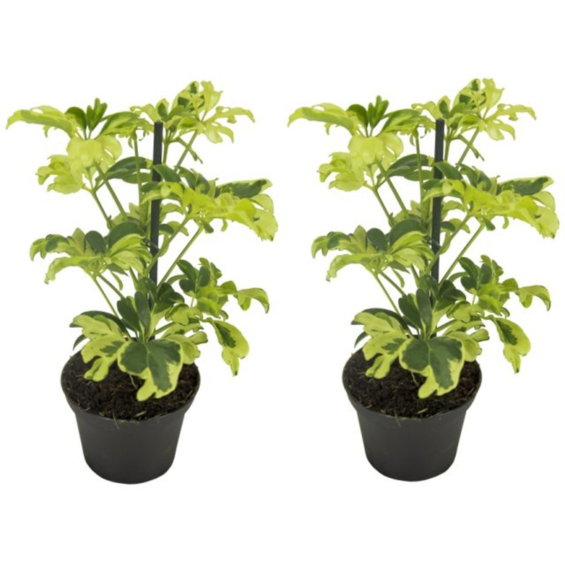 Schefflera arb. Janine / P8