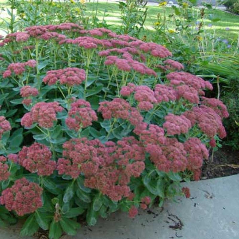 Sedum Herbstfreude. (Autumn Joy)
