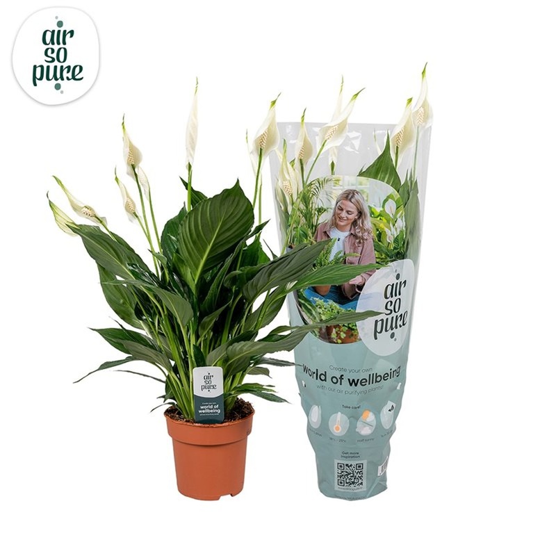 Spathiphyllum Pico Cupido  P13