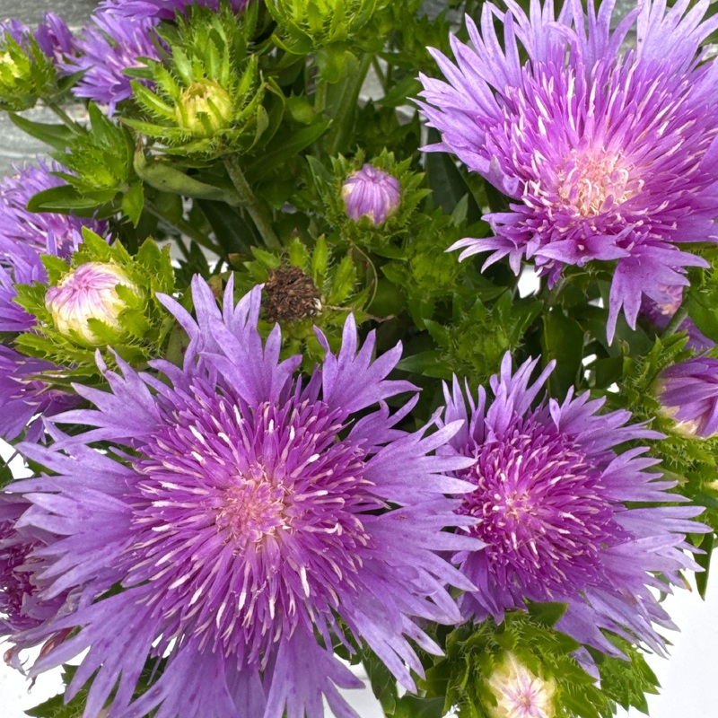 STOKESIA Mels Blue