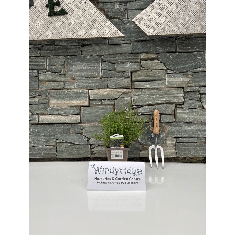 Thyme Lemon Scented 1ltr pot