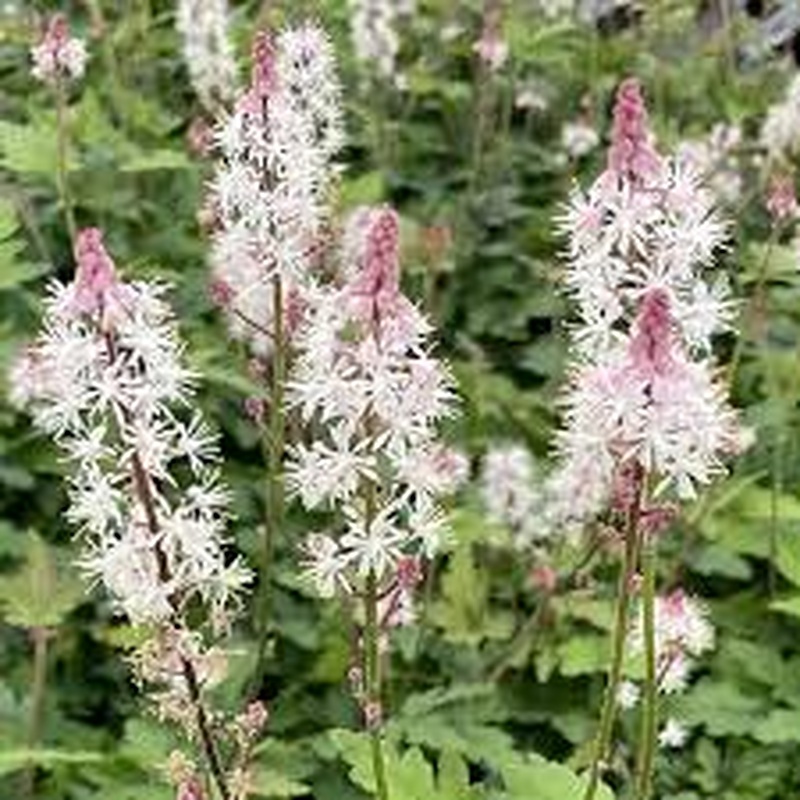 TIARELLA Angel Wings
