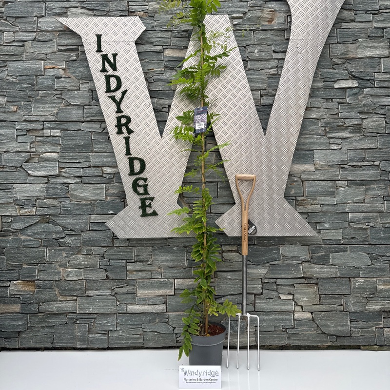 Wisteria ven. Grande Diva  Barbara P25-(7-LTR) 175/200CM