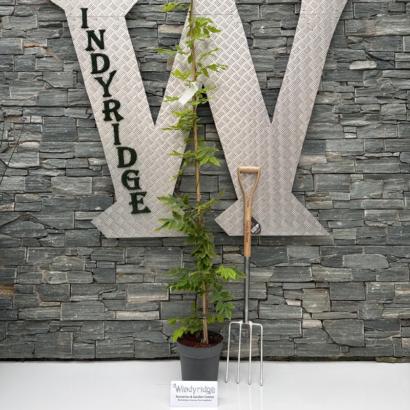 Wisteria ven. Grande Diva  Cecilia P25-(7-LTR) 175/200CM