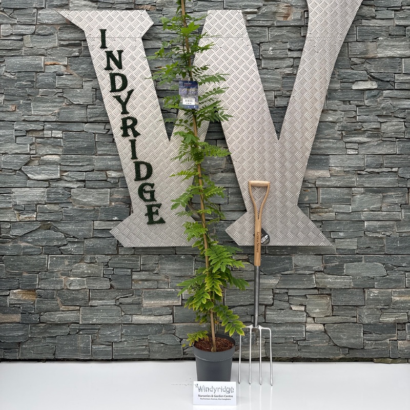 Wisteria ven. Grande Diva  Nathalie P25-(7-LTR) 175/200CM