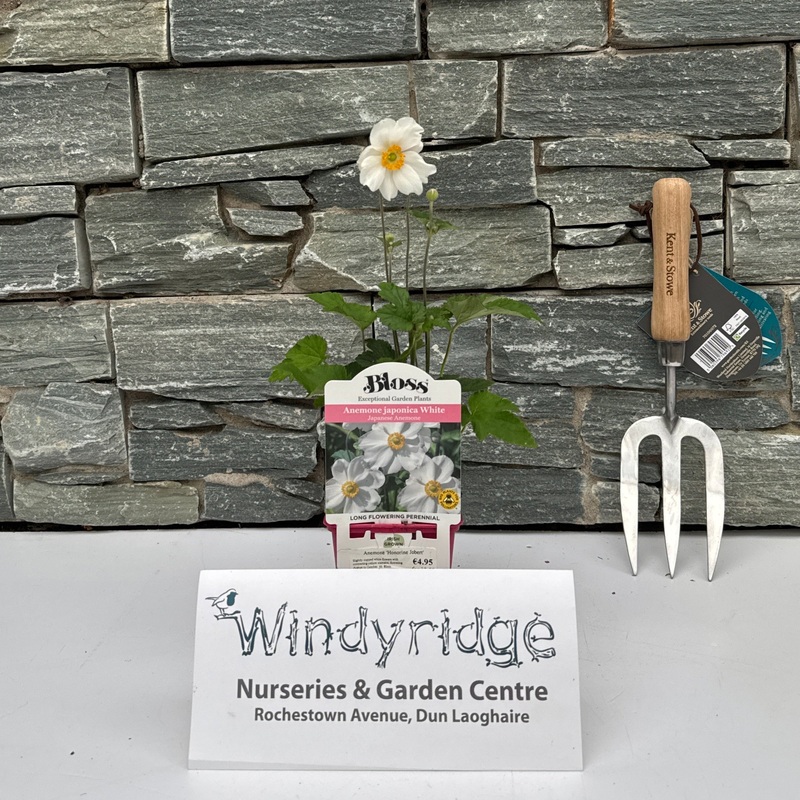 Anemone Honorine Jobert