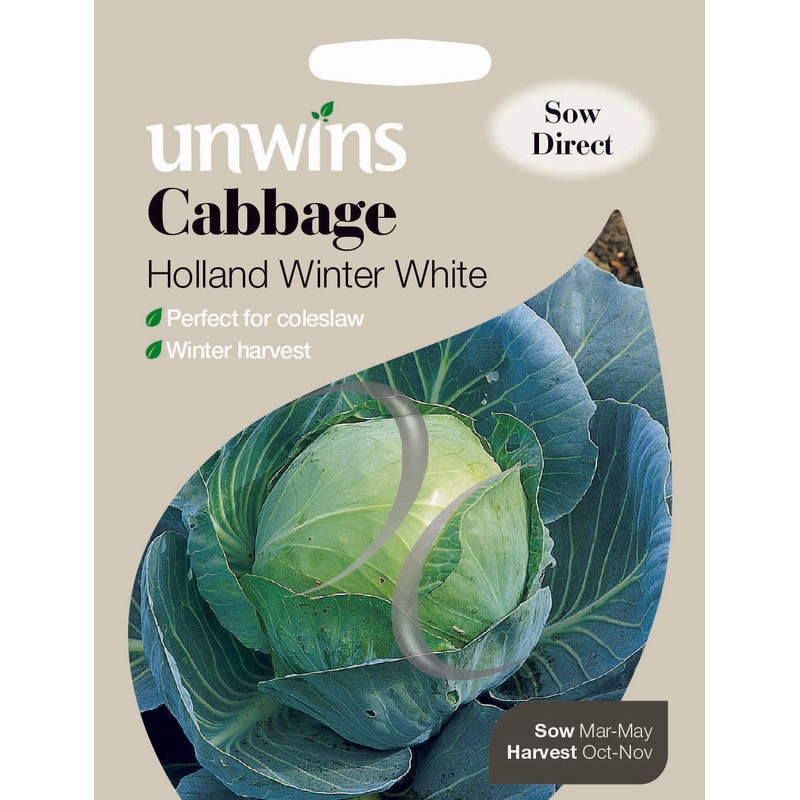 Cabbage Holland Winter White