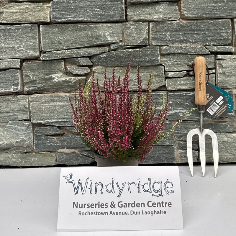 Calluna vulg. Garden Girls twin  P11