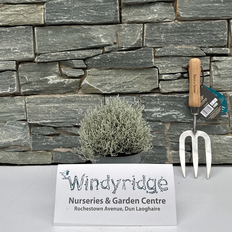 Calocephalus brownii  P12, grey pot