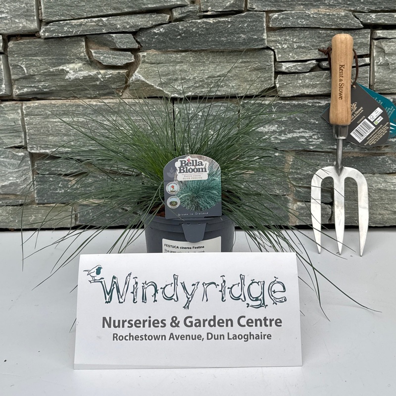 FESTUCA cinerea Festina