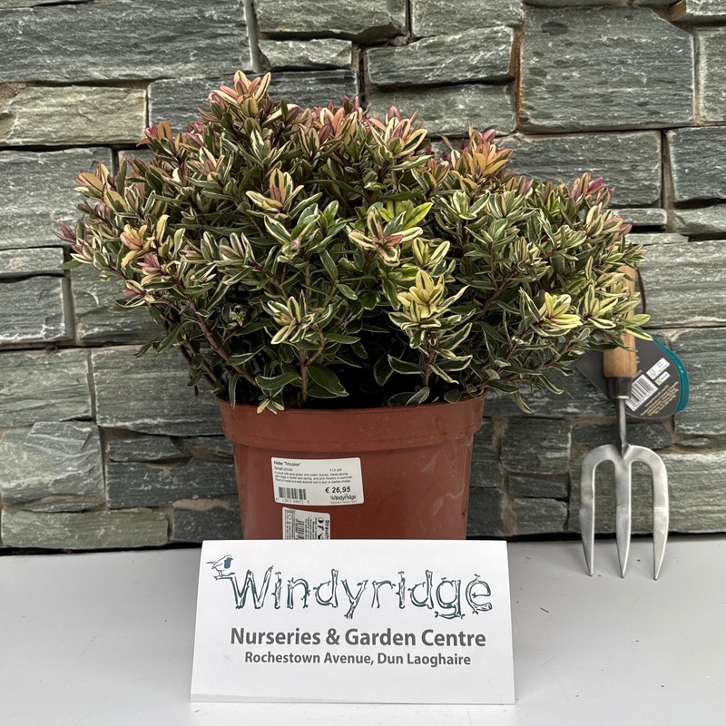 Hebe Tricolor  5 Ltr pot