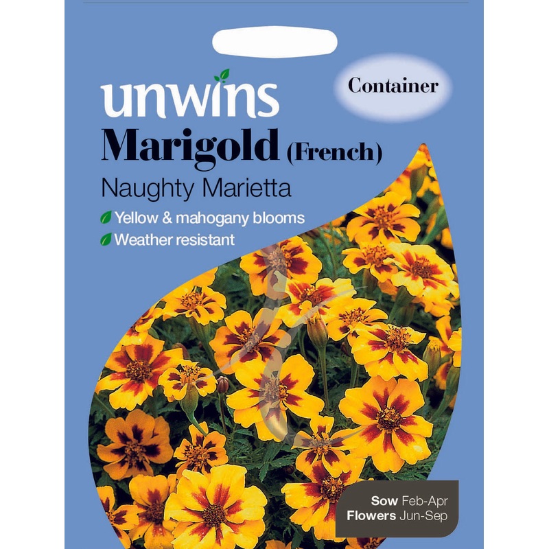 Marigold French Naughty Marietta