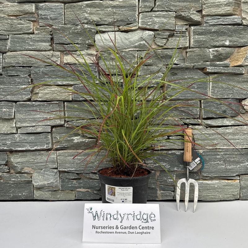 MISCANTHUS sine. Ruby Cutie