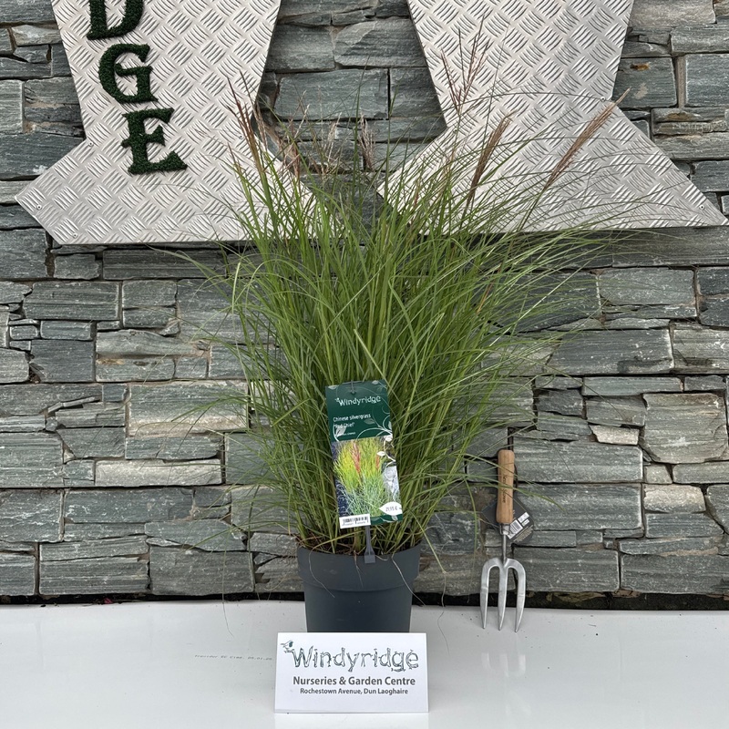 Miscanthus sinensis Red Chief