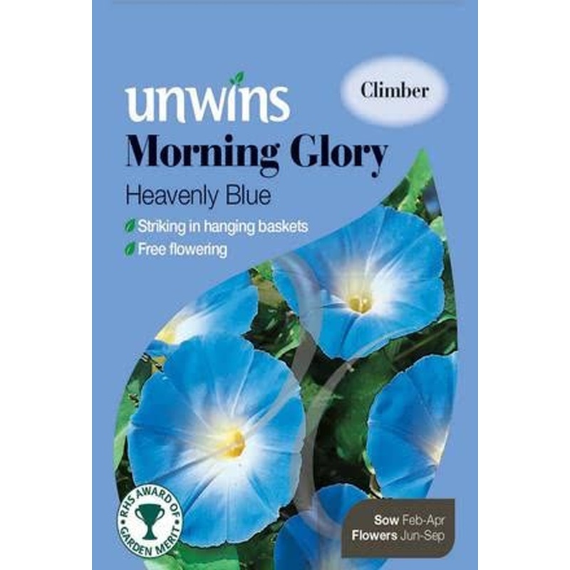 Morning Glory Heavenly Blue