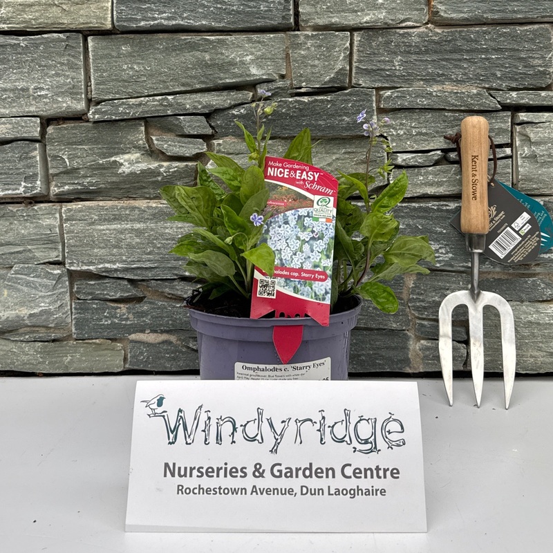 Omphalodes c. Starry Eyes