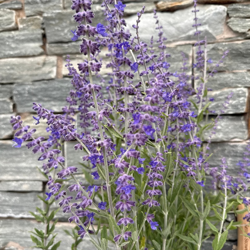 PEROVSKIA A. BLUE STEEL