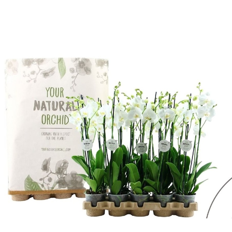 Phalaenopsis Eco white  P12 - 3 stem