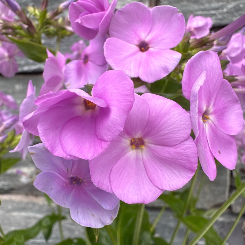 PHLOX Opening Act Blush