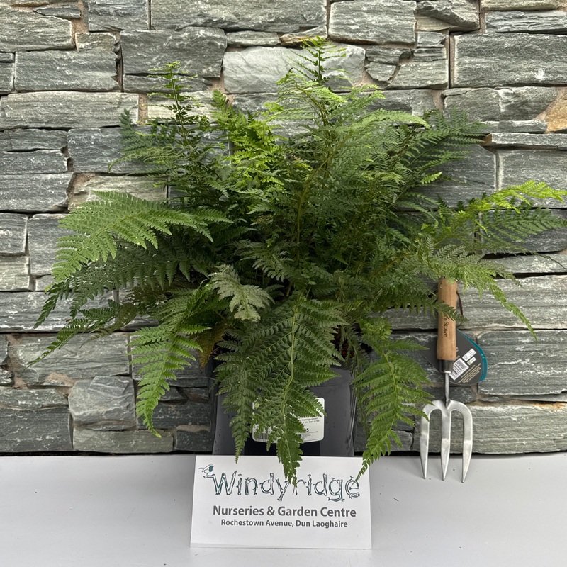 POLYSTICHUM setiferum