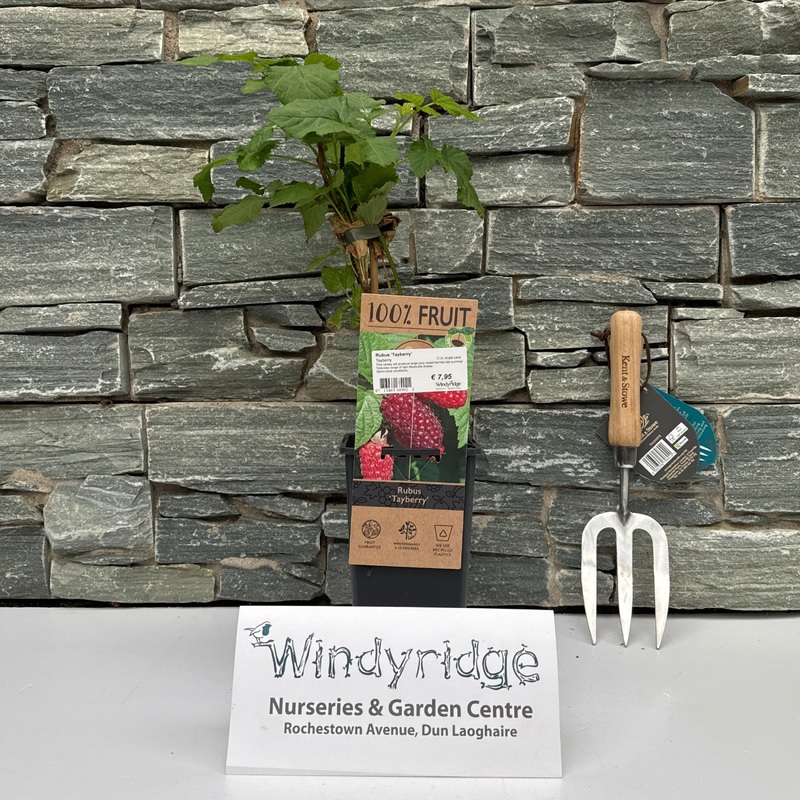 Rubus Tayberry  2 Ltr, single cane