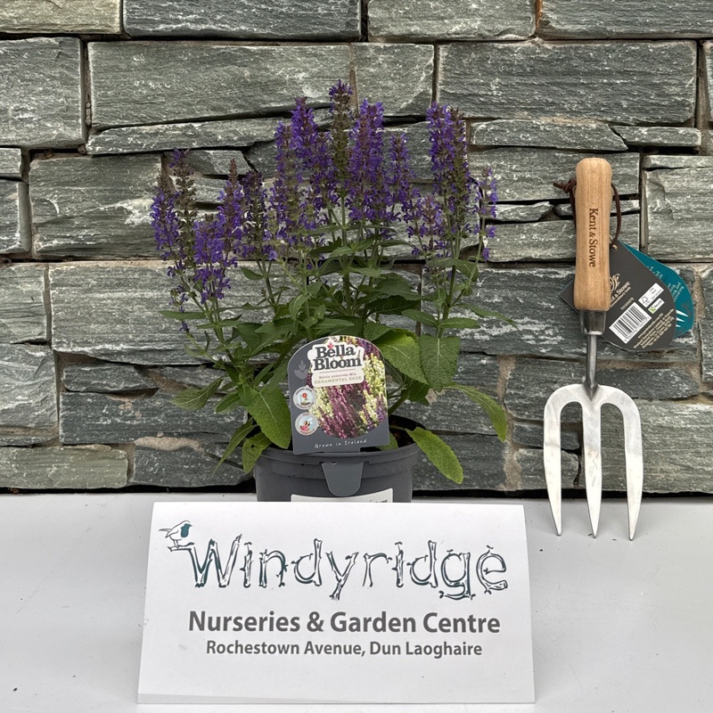 SALVIA Sensation Deep Blue Compact