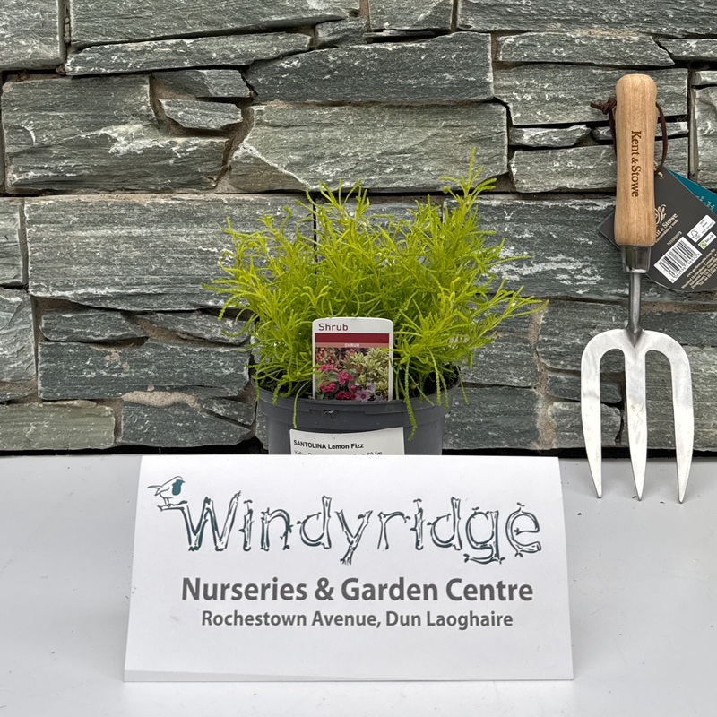 SANTOLINA Lemon Fizz