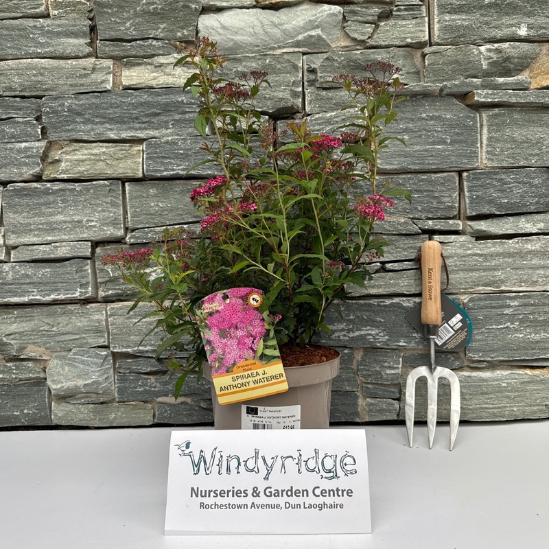 SPIRAEA J. ANTHONY WATERER