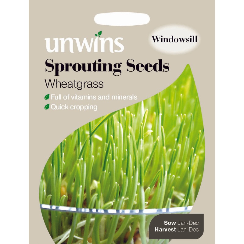 Sprouting Seeds Wheatgrass