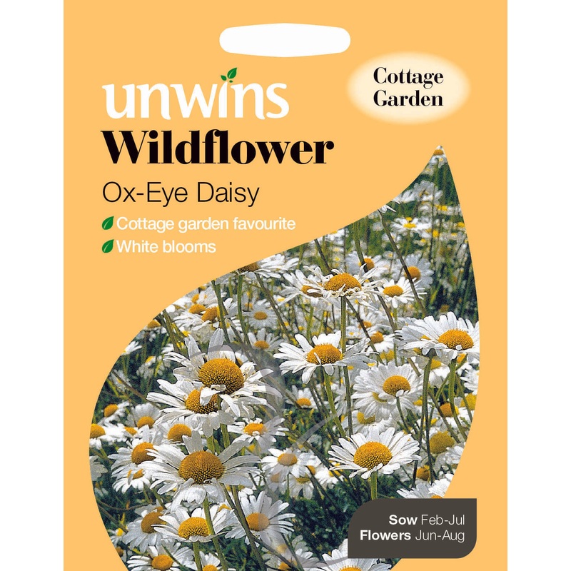 Wildflower Ox-Eye Daisy