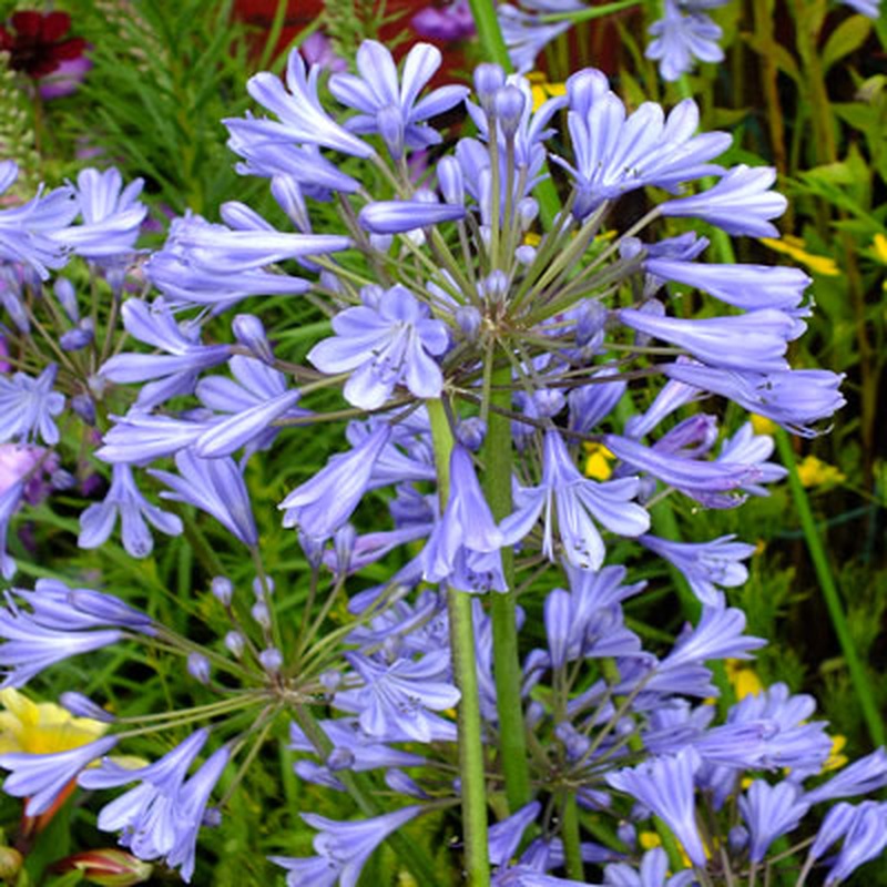 African Lily Agapanthus Umbellatus Blue (10Ltr Pot)
